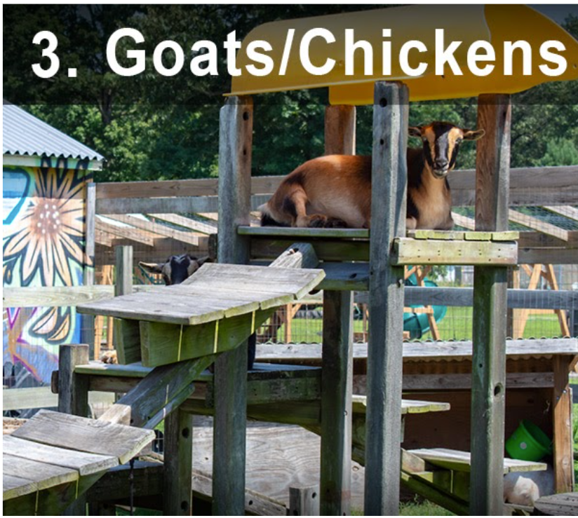 Goats and Chickens