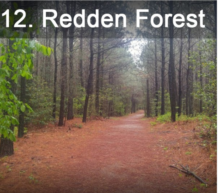 Redden Forest